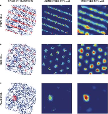 A Neural Model of Intrinsic and Extrinsic Hippocampal Theta Rhythms: Anatomy, Neurophysiology, and Function